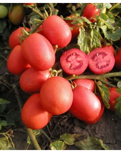 ШЕЙК